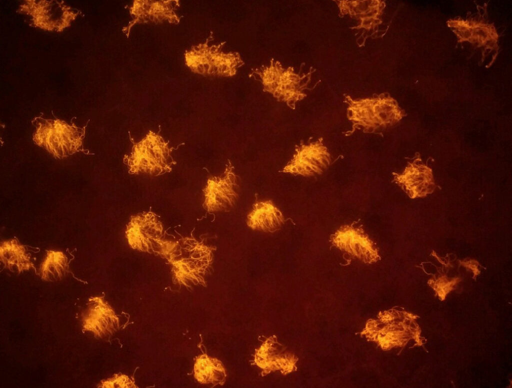 High magnification image of xenobots revealing the cilia that grow on their surface and enable them to swim through coordinated rowing